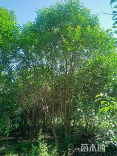 高度600厘米丛生大叶女贞