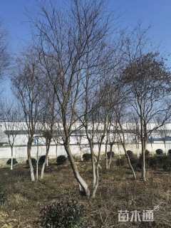 40公分丛生乌桕