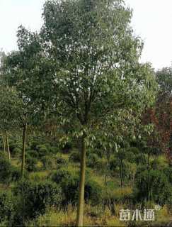 15公分大叶女贞