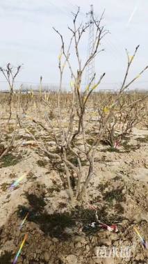 高度160厘米牡丹