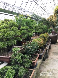 10公分造型黄杨