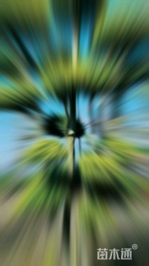 10公分造型亮晶女贞