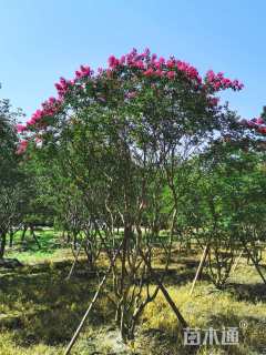 高度250厘米丛生紫薇
