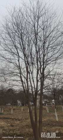 40公分(3杆)乌桕