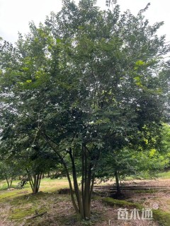 50公分丛生朴树