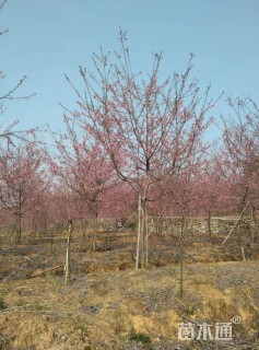 11公分红粉佳人樱