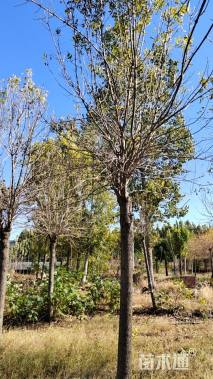 高度700厘米丛生金叶白蜡