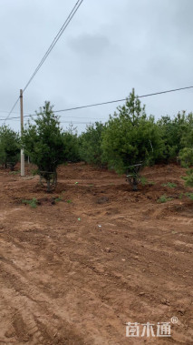 高度500厘米华山松