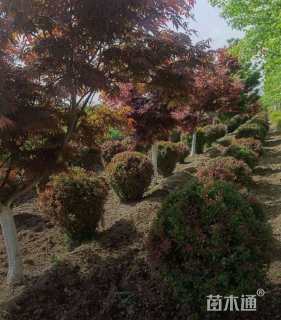 高度120厘米红叶小檗