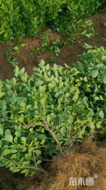 高度50厘米卫矛