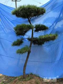 13公分造型黑松