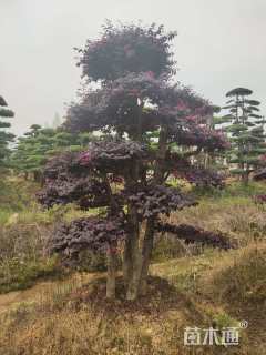 30公分造型红花继木桩