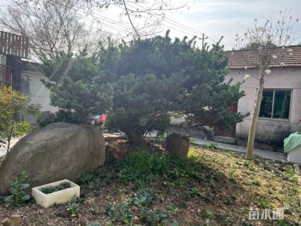 24公分造型五针松