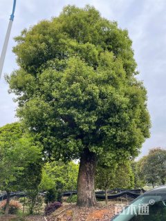 85公分香樟