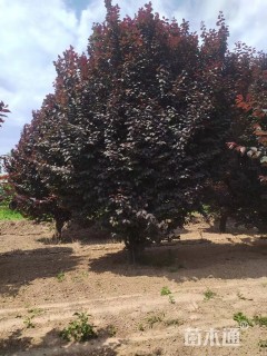 高度150厘米红叶李球