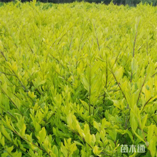 高度30厘米金叶水蜡