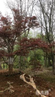 20公分中国红枫