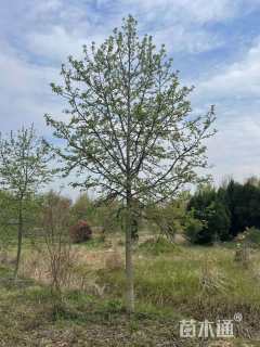 16公分北美枫香