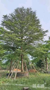 22公分小叶榄仁