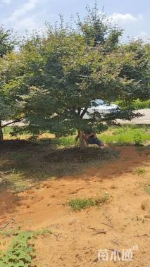 25公分中国红枫