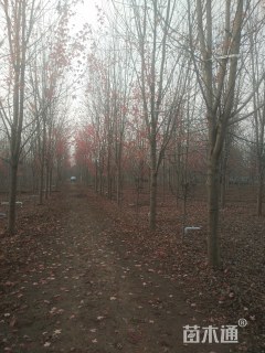 18公分美国红枫