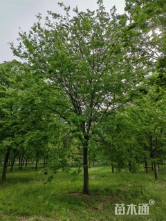 20公分榉树
