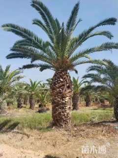 裸干高120厘米加拿利海枣