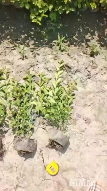 高度30厘米卫矛