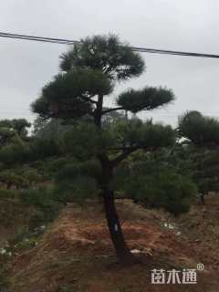 10公分造型黑松