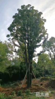 80公分多杆香樟