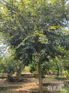 12公分朴树