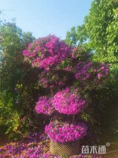 高度3.5厘米三角梅