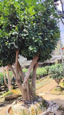 高度400厘米四季茶花