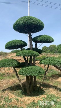 18公分造型对节白蜡