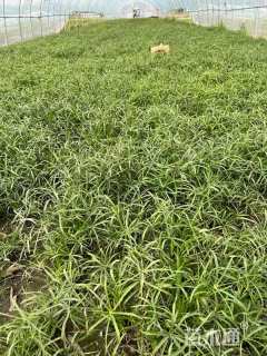 高度20厘米旱伞草