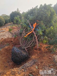 冠幅20000厘米杨梅球