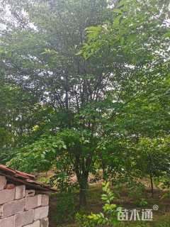 24公分染井吉野樱