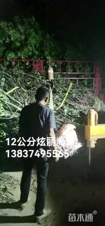 12公分北美海棠