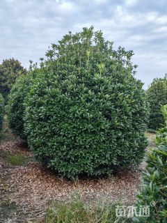 冠幅5厘米地笼桂花球