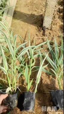 高度20厘米花叶芦竹