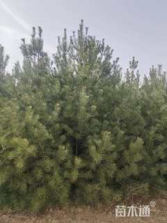高度2100厘米白皮松