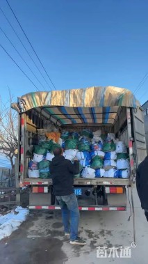 高度30厘米黄金菊