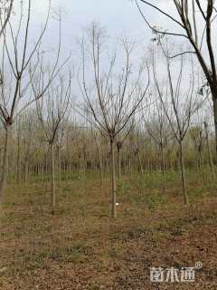 12公分栾树