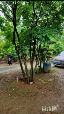 50公分(4杆)丛生朴树