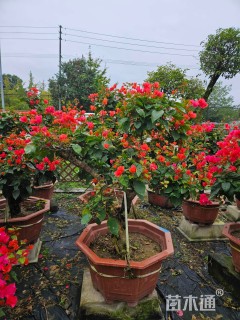 高度120厘米三角梅