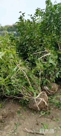 高度390厘米丛生蜡梅