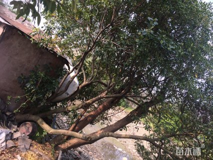 高度500厘米海桐