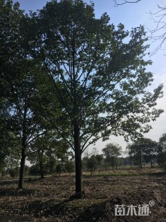 25公分乐昌含笑