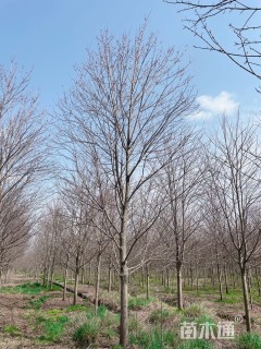 15公分美国红枫-夕阳红