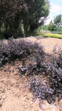 高度55厘米红花继木小苗